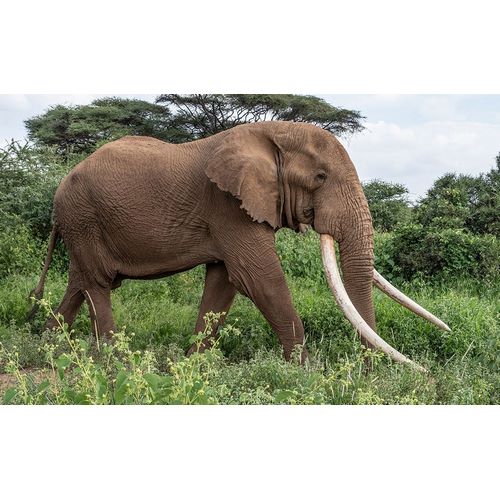 Africa-Kenya-Amboseli National Park Close-up of walking elephant